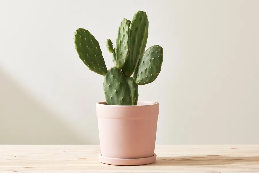 Potted cactus illustrating mid-size requests of $1,500 – $3,000 for personal loans — Happy Money personal loans.